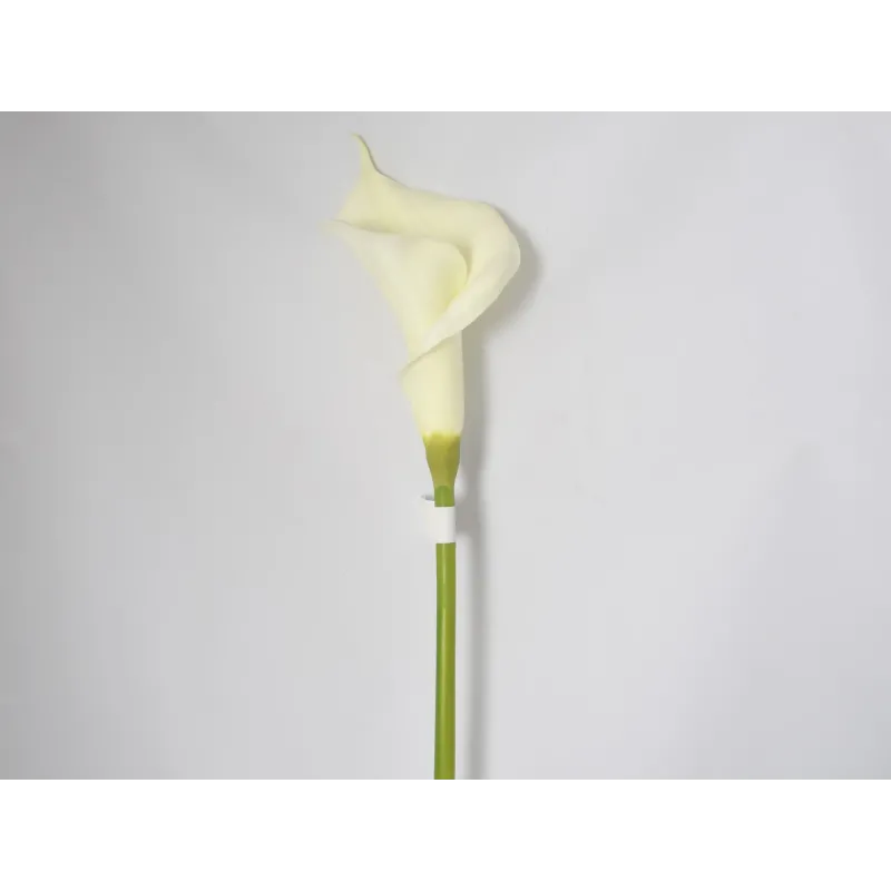 Cream Calla Cream Cm 84 | ChartaRè