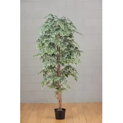 Planta Ficus 150 cm Abigarrada