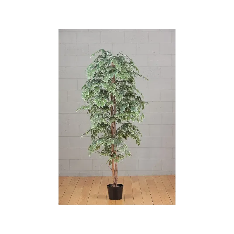Planta Ficus 150 cm Abigarrada