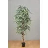 Planta de Ficus 150 cm Variegada