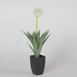 Planta Allium Crema 64 cm