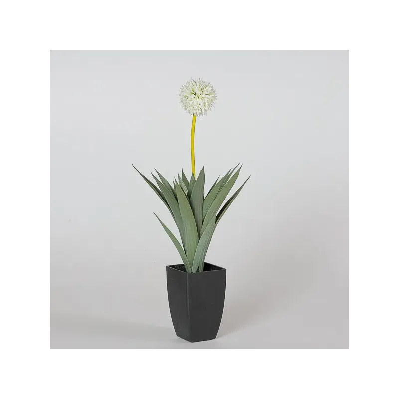 Crème Allium Végétale 64 cm.