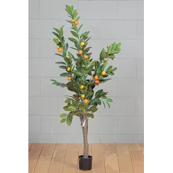 Laranjeira h150 cm 30 Frutos