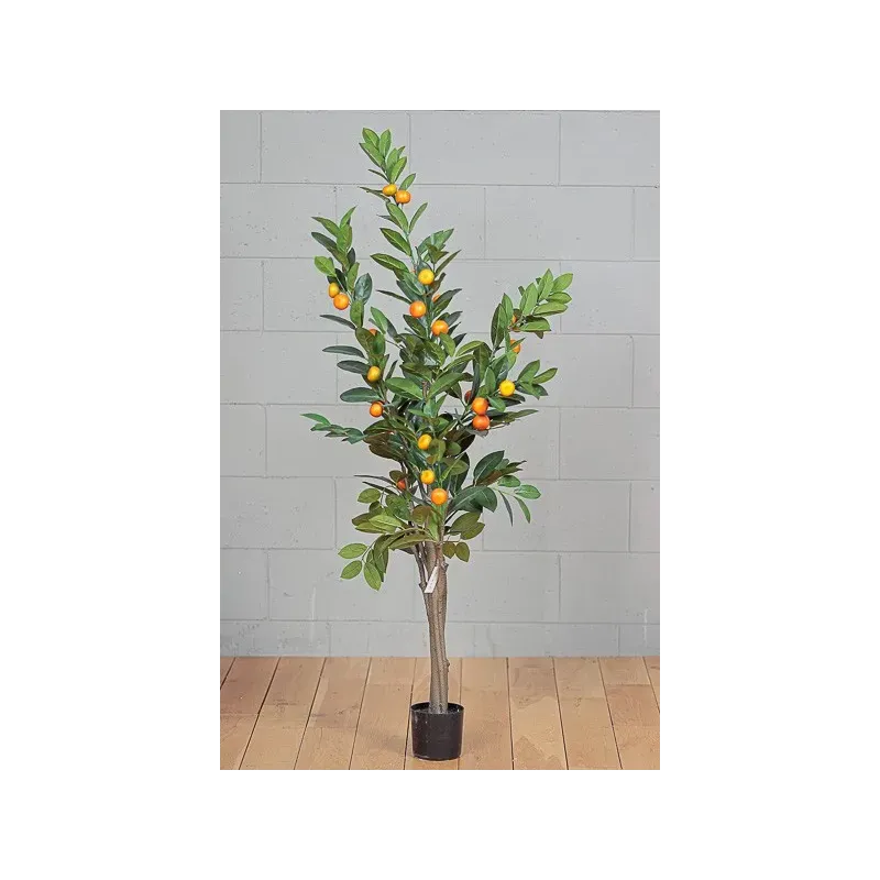 Apelsin växt 150 cm. 30 frukter