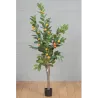 Planta de naranjo 150 cm. 30 frutas