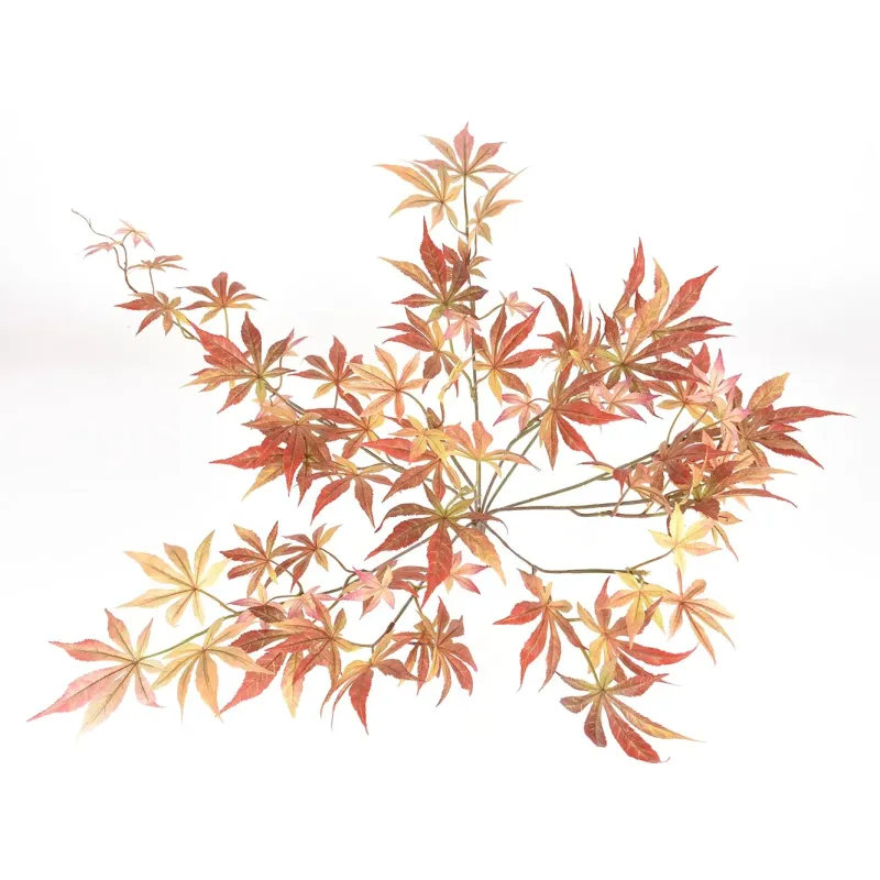 Érable orange en grappe h. 60 cm