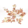 Érable orange en grappe h. 60 cm