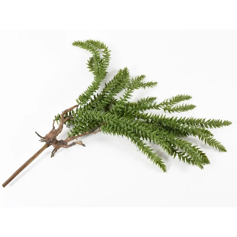 Větev Lycopodium | ChartaRè