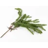 Lycopodium Branch | ChartaRè