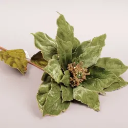 gren julstjärna olika färger