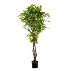 Ficus plant 150 cm with 840 leaves