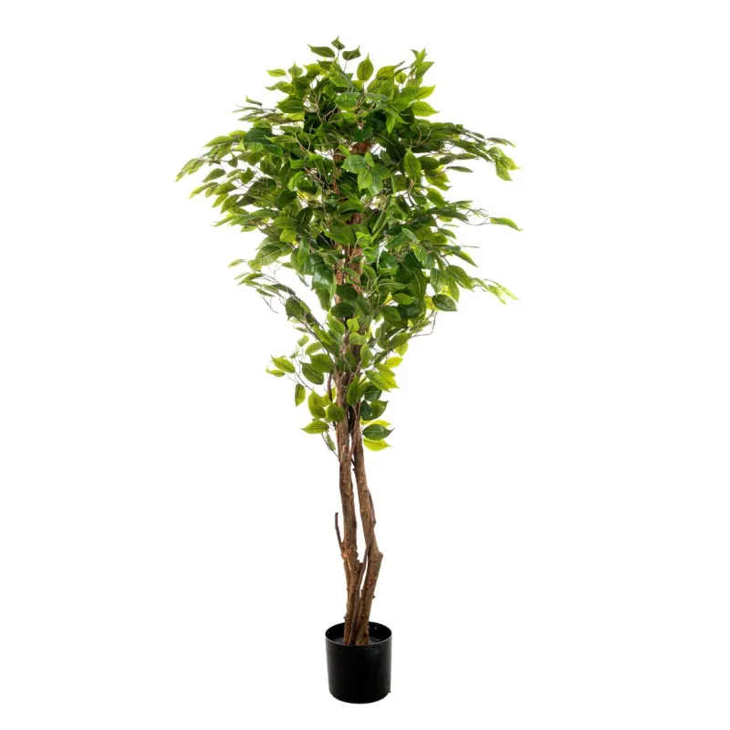Ficus växt 150 cm med 840 blad