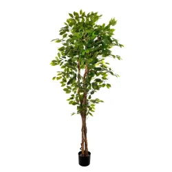Ficus plant 180 cm with 1008 leaves