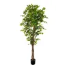 Plante de ficus 180 cm avec 1008 feuilles