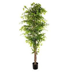 Ficus plante 210 cm avec 2268 feuilles