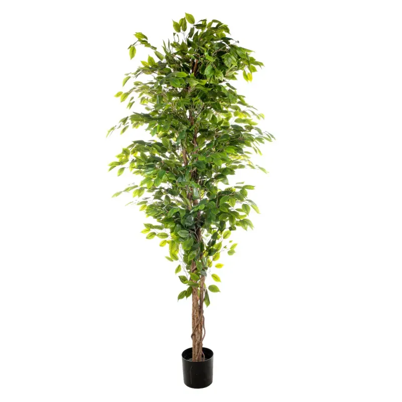 Ficus roślina 210 cm z 2268 liśćmi
