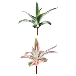 Assortiment de semis de nidularium