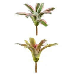 Assorted Nidularium Seedling