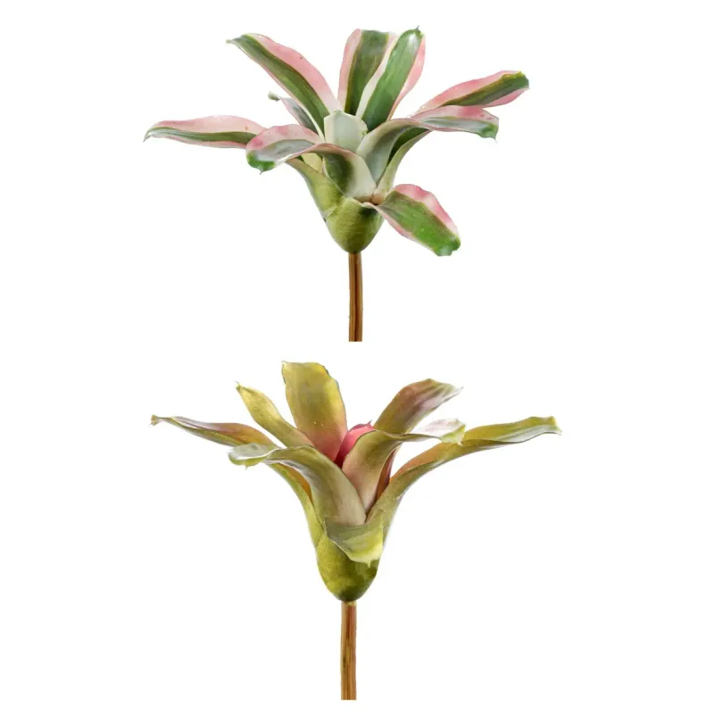 Assorted Nidularium Seedling