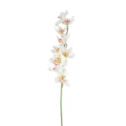 Cymbidium h 94 cm Various Colors, ideal for decorations and fittings