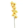 Cymbidium h 94 cm Various Colors, ideal for decorations and fittings