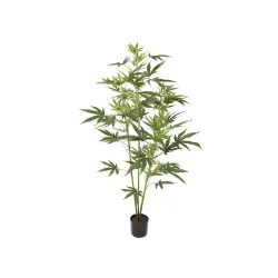 Cannabis i kruka h 122