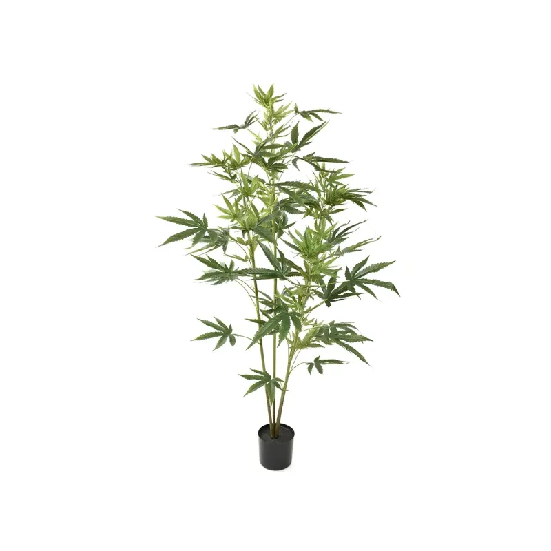 Cannabis en Maceta h 122