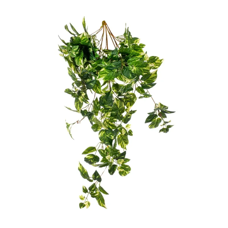 Sagging Pothos cm 90