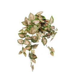 Caladium megereszkedett cm 60