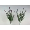 Bush Lavender h 40 cm
