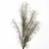 Ramo Pampas Cm. 140 Vari Colori