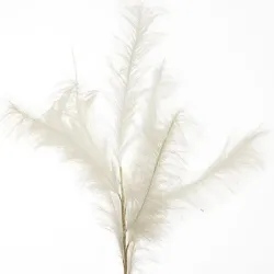 Pampas Branch cm. 140 διάφορα χρώματα