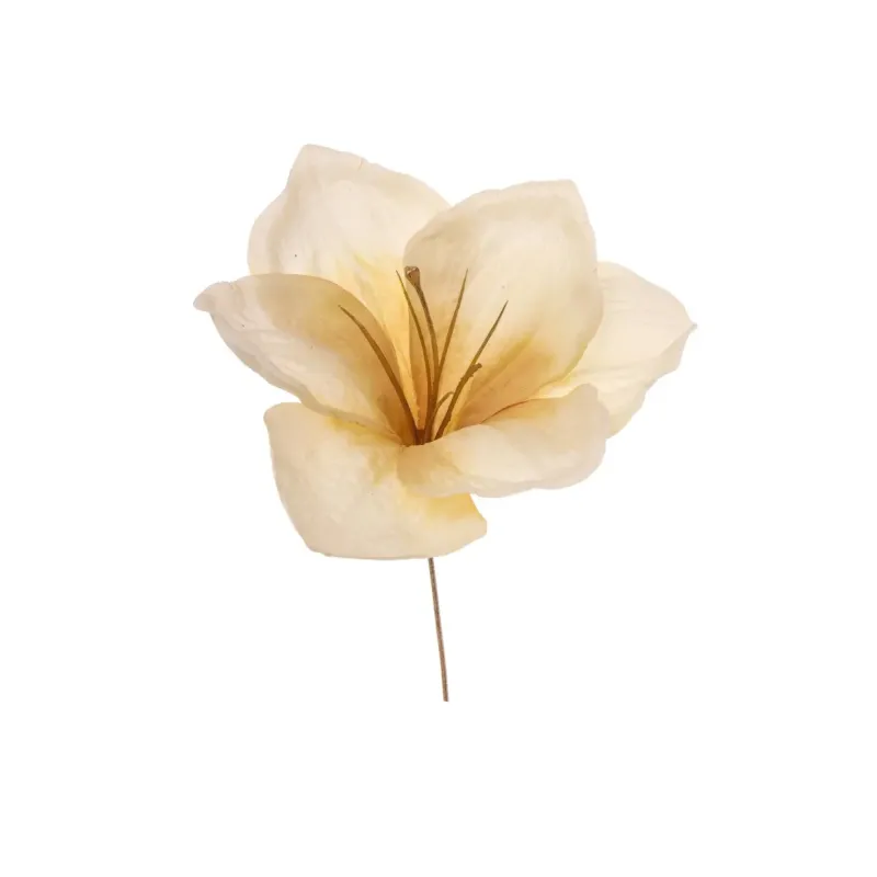 Escolha Amarillys 5 Cores Creme