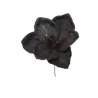 Pick Amarillys 5 Colori