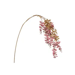 Arany wisteria lőni különböző rózsaszín színekben