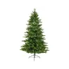 Galloway Spruce Tree
