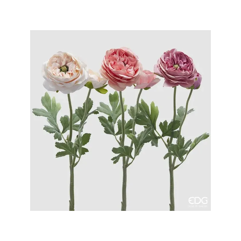 Royal Buttercup in drei Variationen der Rose cm. ca. 45 h