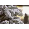 Branch detail of the Snow-Covered Merano Pine Tree