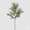 Green Cryptomeria Branch cm.84 EDG