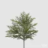 Ramo Cryptomeria Cespuglio Verde cm.66 EDG
