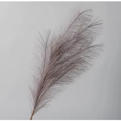 Pampas gren olika färger och höjder