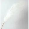 Ramo Pampas Vari Colori e Altezze
