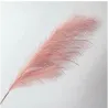 Ramo Pampas Vari Colori e Altezze