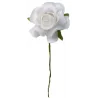 Rosa Vesuvio 7 cm pz.36