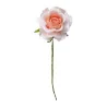 Rosa Vesuvio 7 cm pz.36