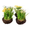 Nest met Narcissen cm 25 Geassorteerde Kleuren