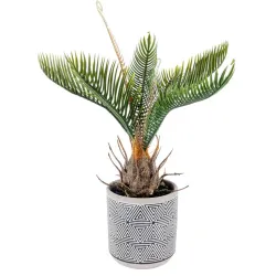 Cycas Planta med Vas cm 27