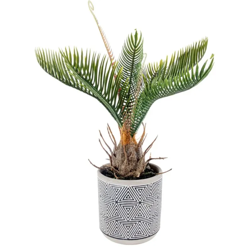 Cycas csemete vázával cm 27