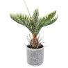 Cycas Seedling with Vase cm 27