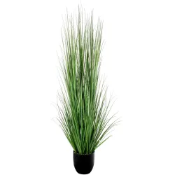 Vetplant met pot verschillende hoogtes